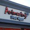 channel letter signs amazing pet spa
